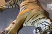 马来西亚一男子开车撞死老虎 到底怎么回事