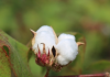 中国农科院从棉花中发现新型高效杀虫蛋白：可以替代化学农药 对环境友好无残留!